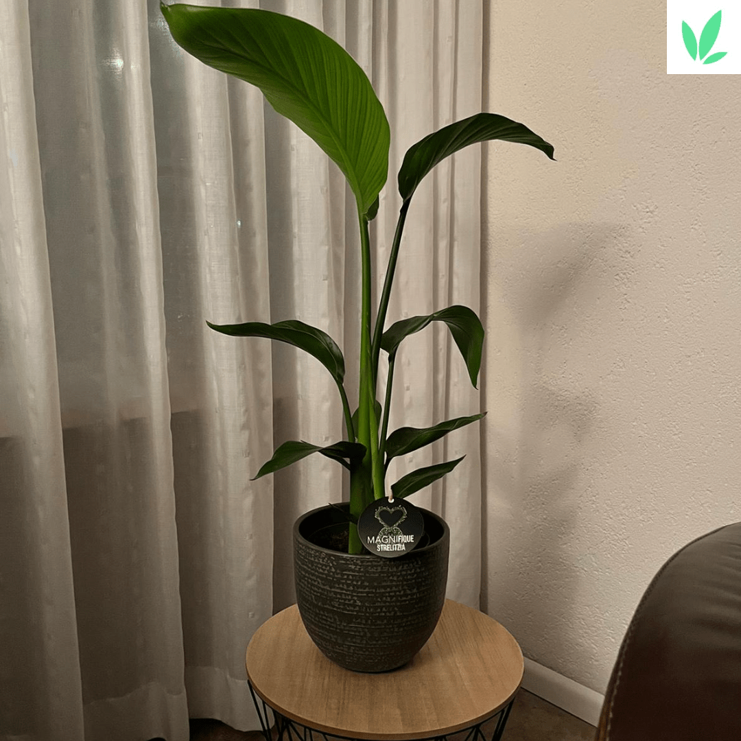Strelitzia - Sierplantenshop 