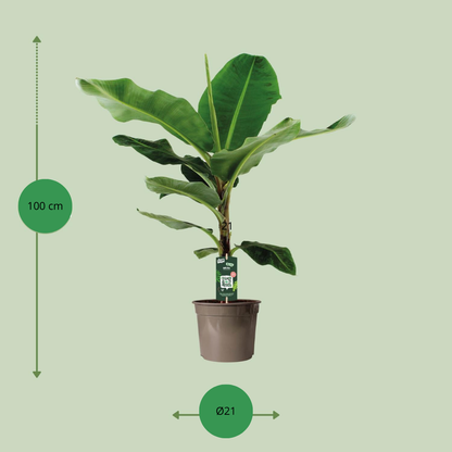 Musa - 100cm - Ø21cm