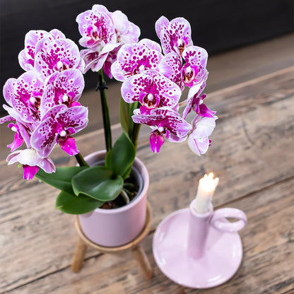 2 Phalaenopsis Orchideeën El Salvador Ø9cm - Sierplantenshop