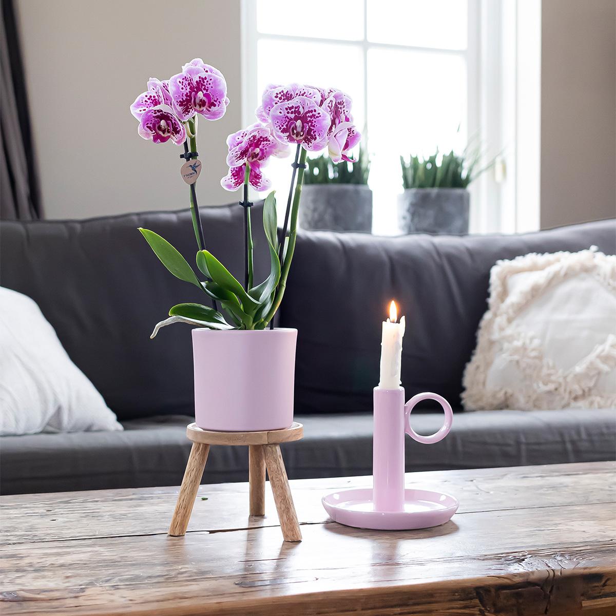 2 Phalaenopsis Orchideeën El Salvador Ø9cm - Sierplantenshop