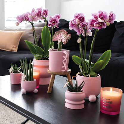 2 Phalaenopsis Orchideeën El Salvador Ø9cm - Sierplantenshop