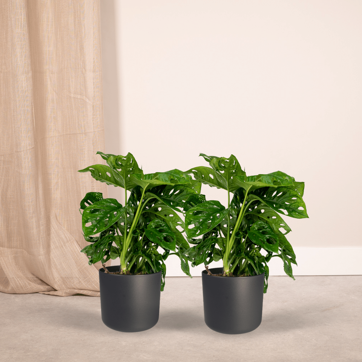 2x Monstera Monkey Leaf - Gatenplant - 30cm - ø12 - Sierplantenshop