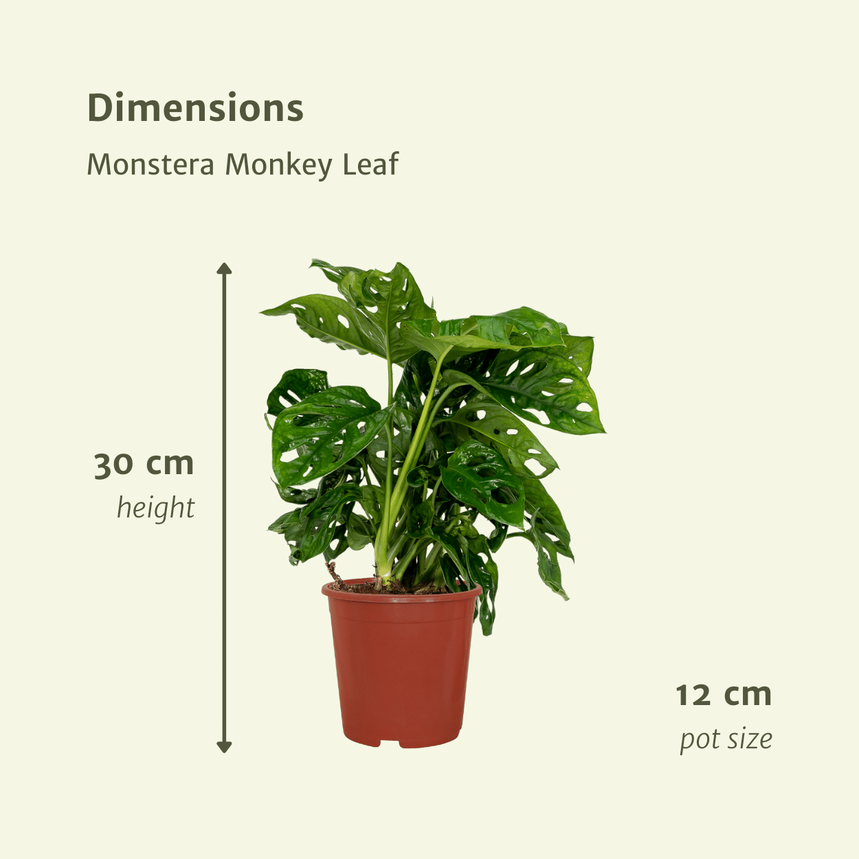 2x Monstera Monkey Leaf - Gatenplant - 30cm - ø12 - Sierplantenshop