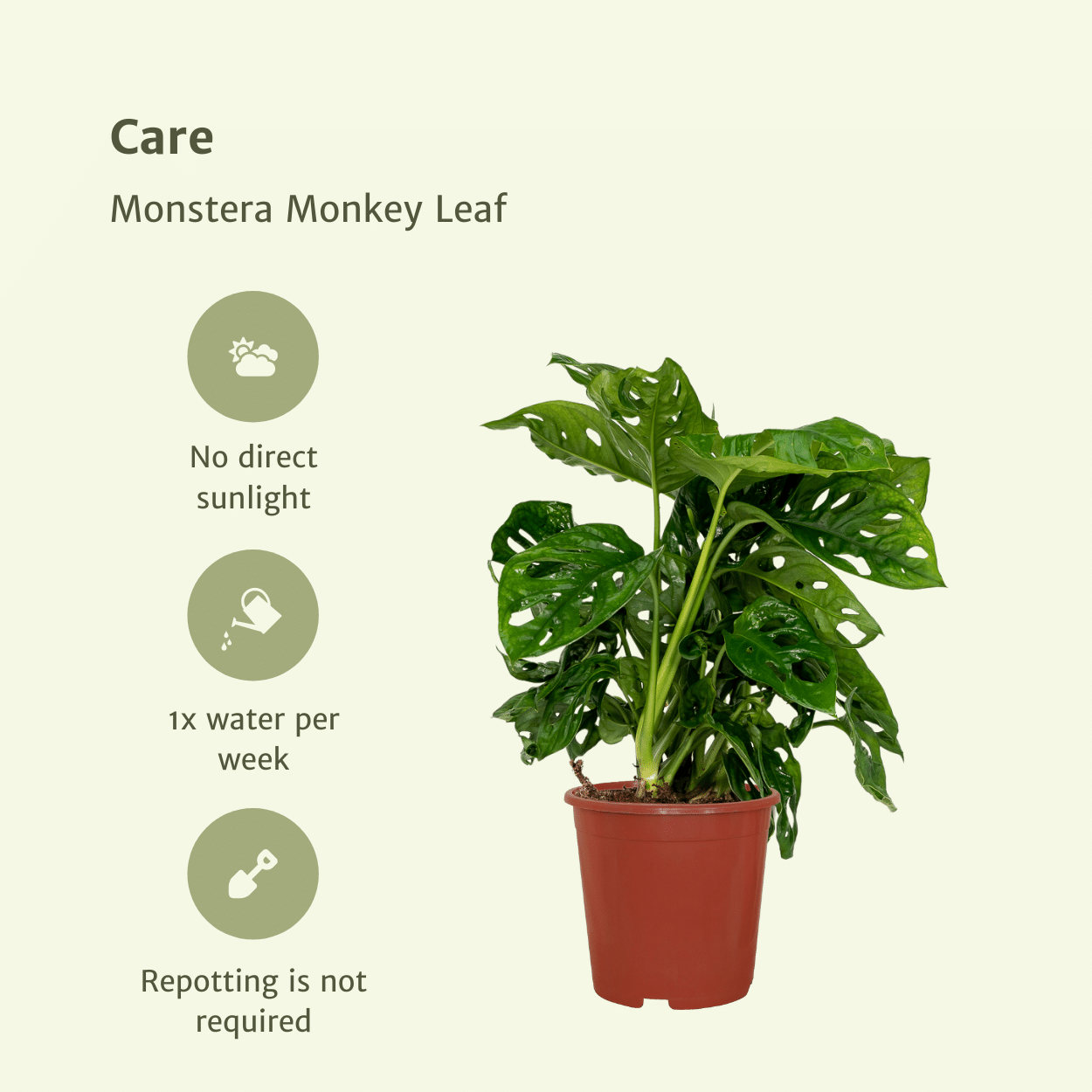 2x Monstera Monkey Leaf - Gatenplant - 30cm - ø12 - Sierplantenshop
