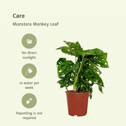 2x Monstera Monkey Leaf - Gatenplant - 30cm - ø12 - Sierplantenshop