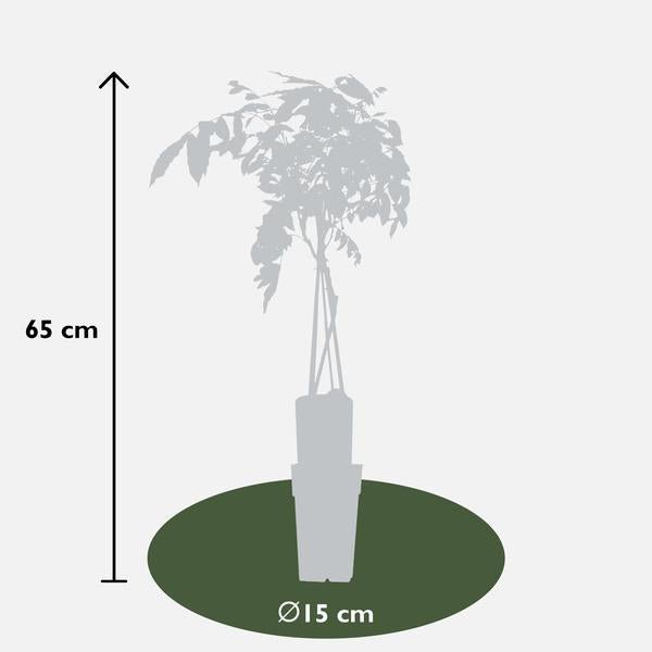 2x Wisteria sinensis 'Prolific' - ↨65cm - Ø15 - Sierplantenshop