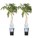 2x Wisteria sinensis 'Prolific' - ↨65cm - Ø15 - Sierplantenshop