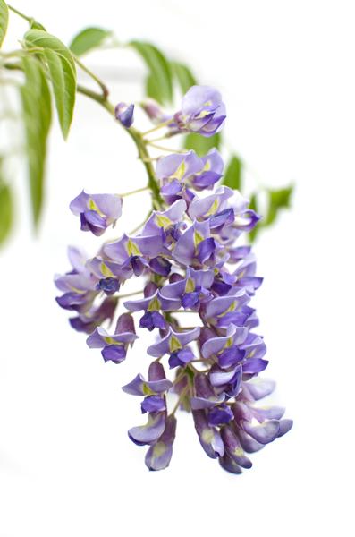 2x Wisteria sinensis 'Prolific' - ↨65cm - Ø15 - Sierplantenshop