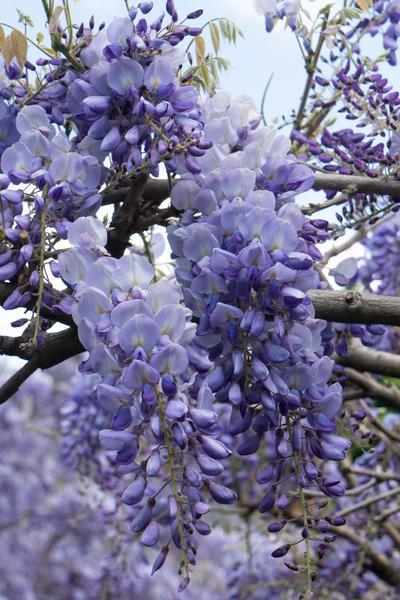 2x Wisteria sinensis 'Prolific' - ↨65cm - Ø15 - Sierplantenshop