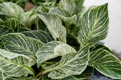 Philodendron White Wave – Philodendron kamerplant