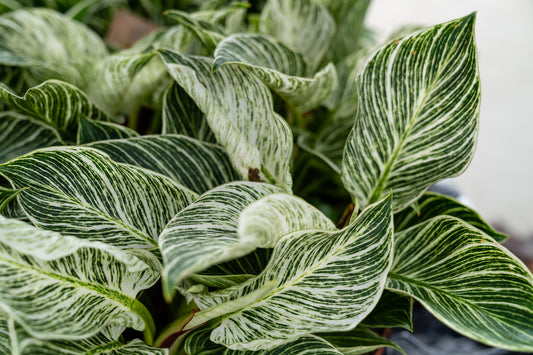 Philodendron White Wave – Philodendron kamerplant