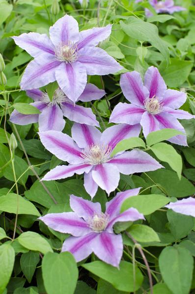 3x - Clematis Dr Ruppel - ↨65cm - Ø15 - Sierplantenshop