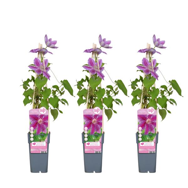 3x - Clematis Dr Ruppel - ↨65cm - Ø15 - Sierplantenshop