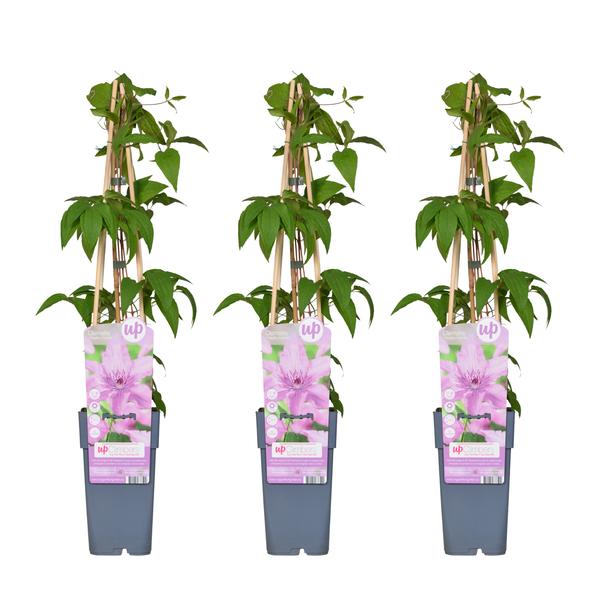 3x - Clematis Hagley Hybrid - ↨65cm - Ø15 - Sierplantenshop