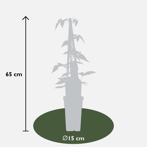 3x - Clematis Montana 'Fragrant Spring' - ↨65cm - Ø15 - Sierplantenshop