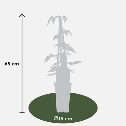 3x - Clematis Montana 'Fragrant Spring' - ↨65cm - Ø15 - Sierplantenshop
