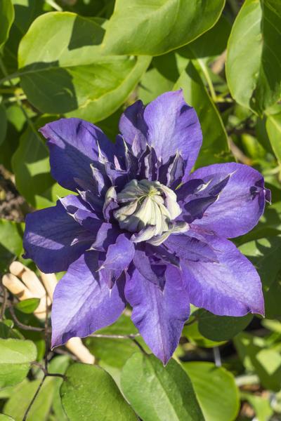 3x - Clematis Multi Blue - ↨65cm - Ø15 - Sierplantenshop