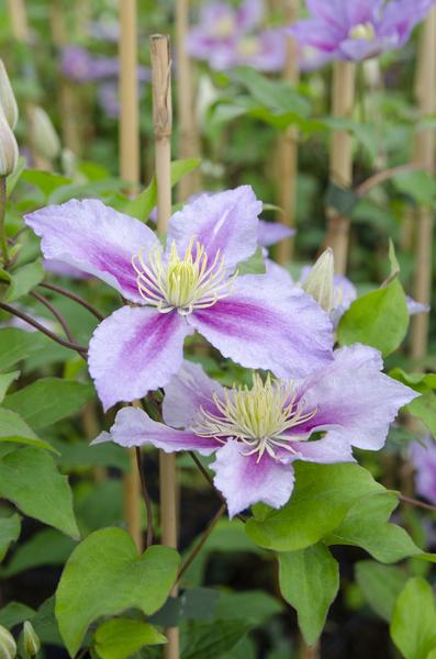 3x - Clematis Piilu - ↨65cm - Ø15 - Sierplantenshop