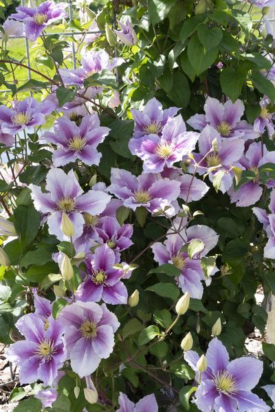 3x - Clematis Piilu - ↨65cm - Ø15 - Sierplantenshop