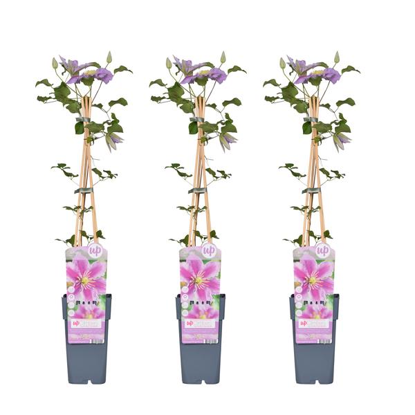 3x - Clematis Piilu - ↨65cm - Ø15 - Sierplantenshop