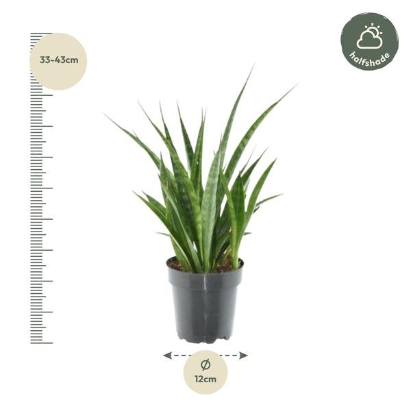 3x Sansevieria Kirkii - 38 cm - ø12 - Sierplantenshop