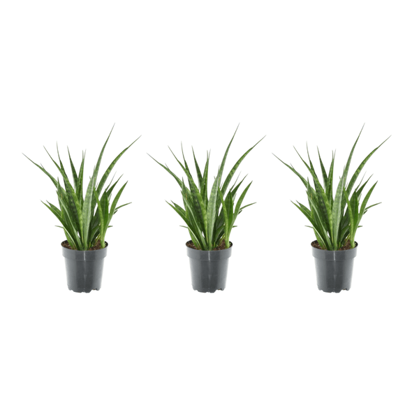 3x Sansevieria Kirkii - 38 cm - ø12 - Sierplantenshop