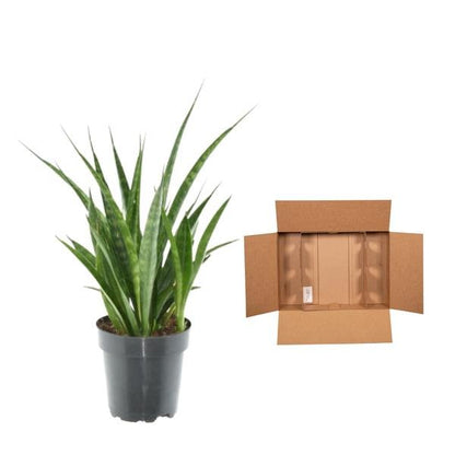 3x Sansevieria Kirkii - 38 cm - ø12 - Sierplantenshop