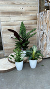 Asplenium Luchtzuiverend Sierplantenpakket 3 - Calathea, Epipremnum & Philodendron White Wave in Stijlvolle Potten - Vers van de Kweker Sierplantenshop .