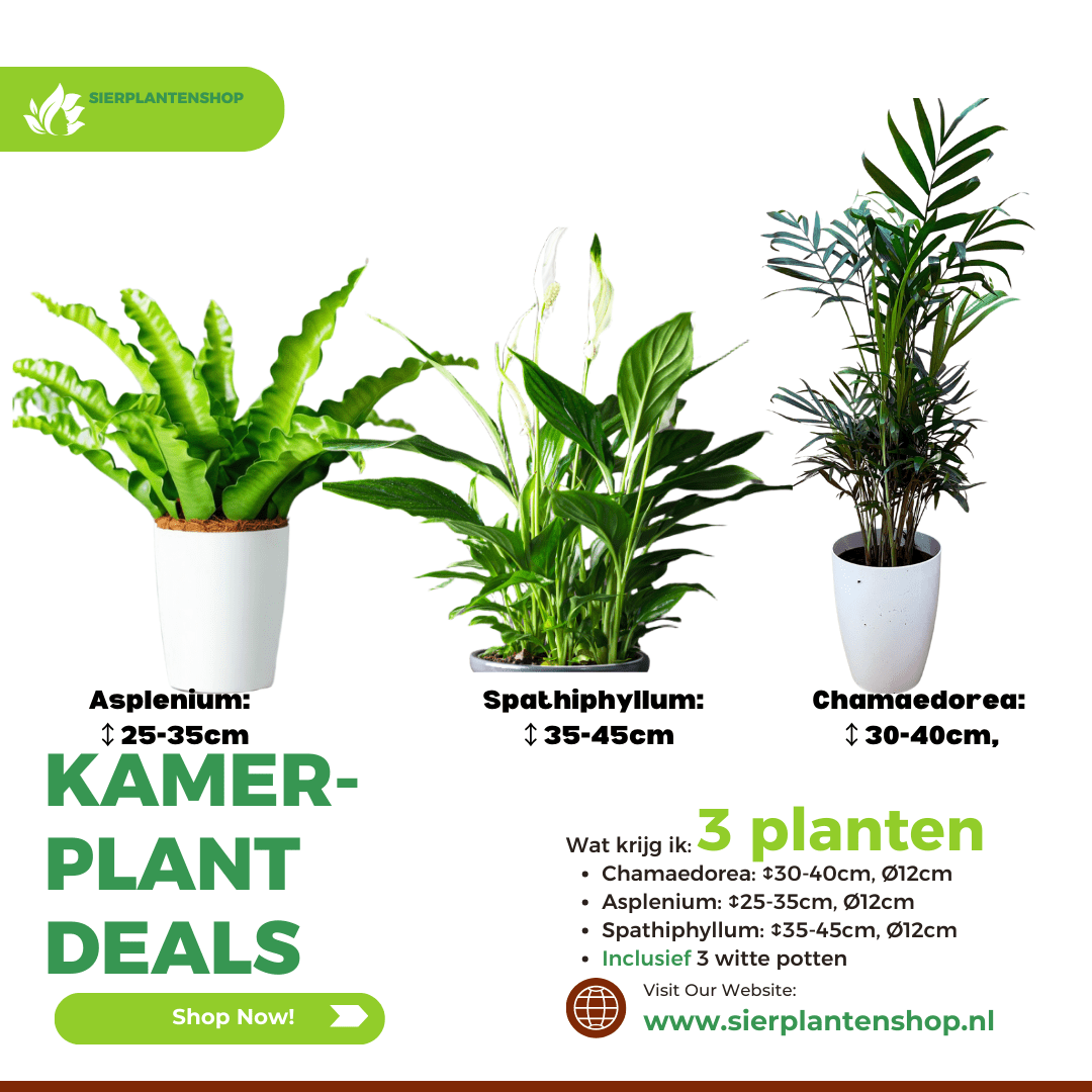 Stijlvolle plantenset: Chamaedorea, Asplenium en Spathiphyllum in witte potten potmaat 12 | Sierplantenshop  | 44.49