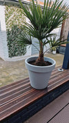 Chamaerops Humilis Dwergpalm - Elegante Sierplant hoogte 65 cm Ø17 cm Sierplantenshop .