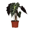 Alocasia Amazonica Polly  - Ø12cm - ↕30cm | Sierplantenshop 