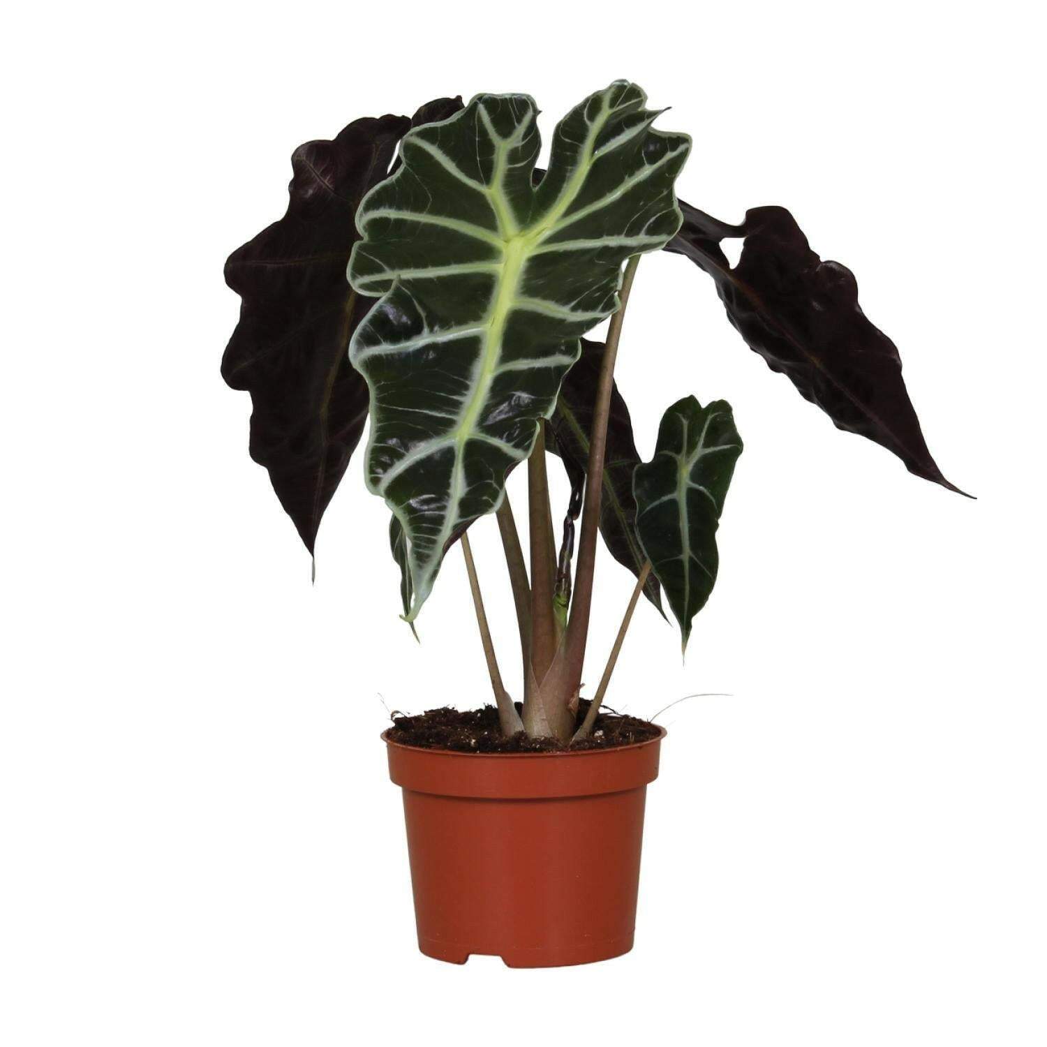 Alocasia Amazonica Polly  - Ø12cm - ↕30cm | Sierplantenshop 