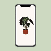 Alocasia Amazonica Polly - Tropische Pracht voor Uw Interieur - Ø12cm - ↕30cm Sierplantenshop .