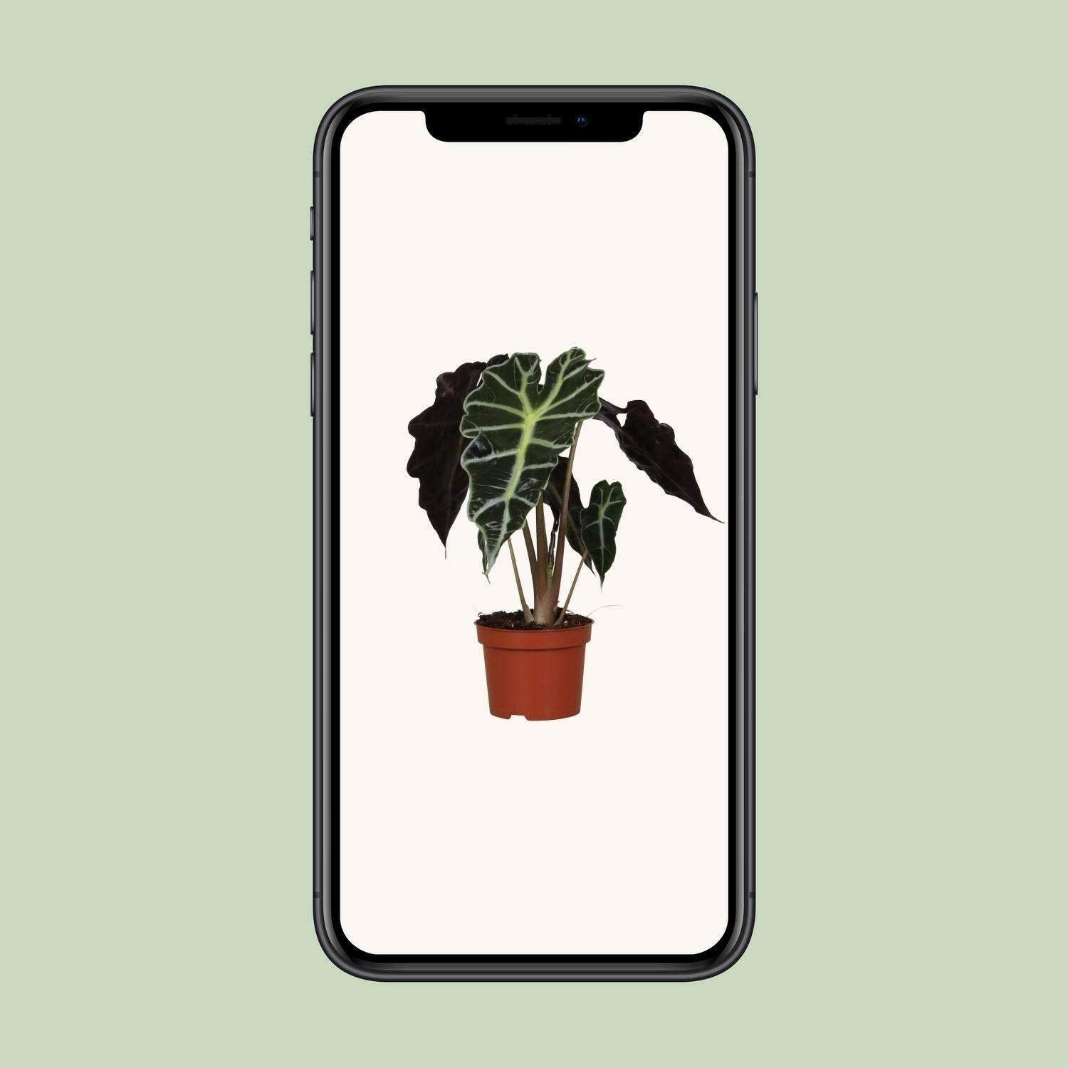 Alocasia Amazonica Polly - Tropische Pracht voor Uw Interieur - Ø12cm - ↕30cm Sierplantenshop .