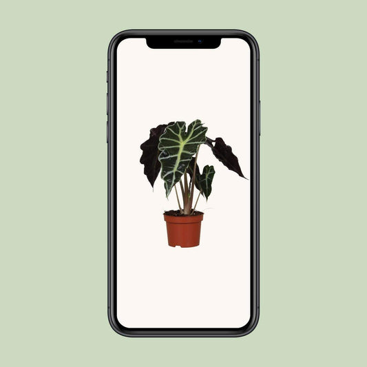 Alocasia Amazonica Polly - Tropische Pracht voor Uw Interieur - Ø12cm - ↕30cm Sierplantenshop .