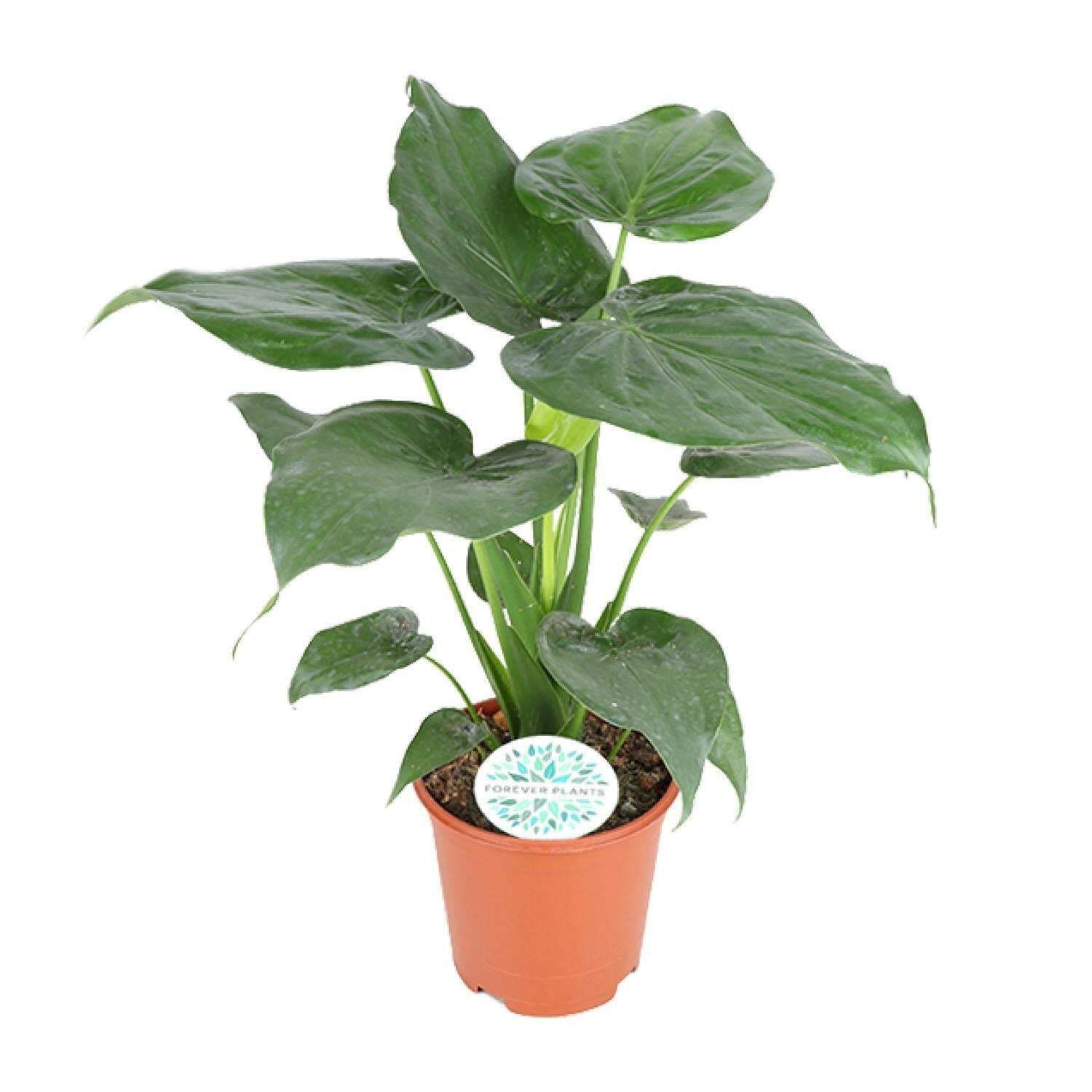 Alocasia Cucullata  Ø21cm - ↕80cm | Sierplantenshop 