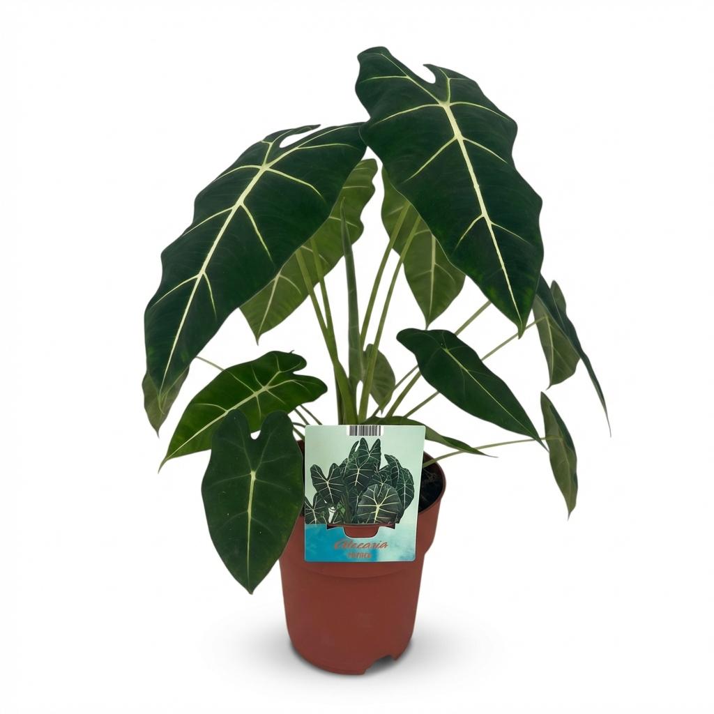 Alocasia Frydek