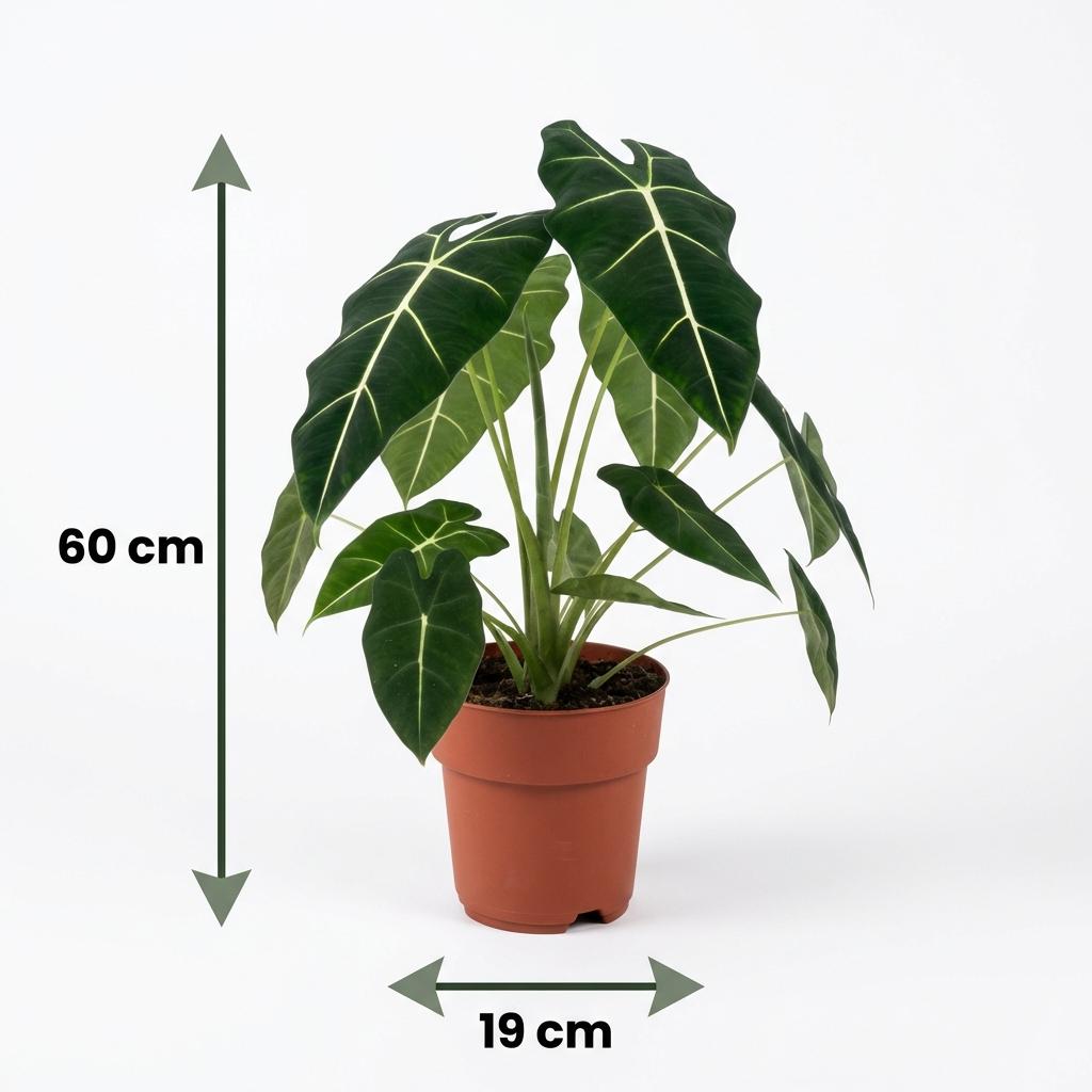 Alocasia Frydek