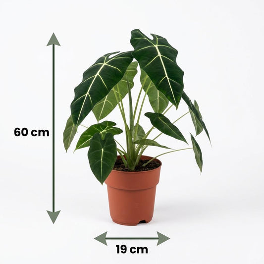 Alocasia Frydek