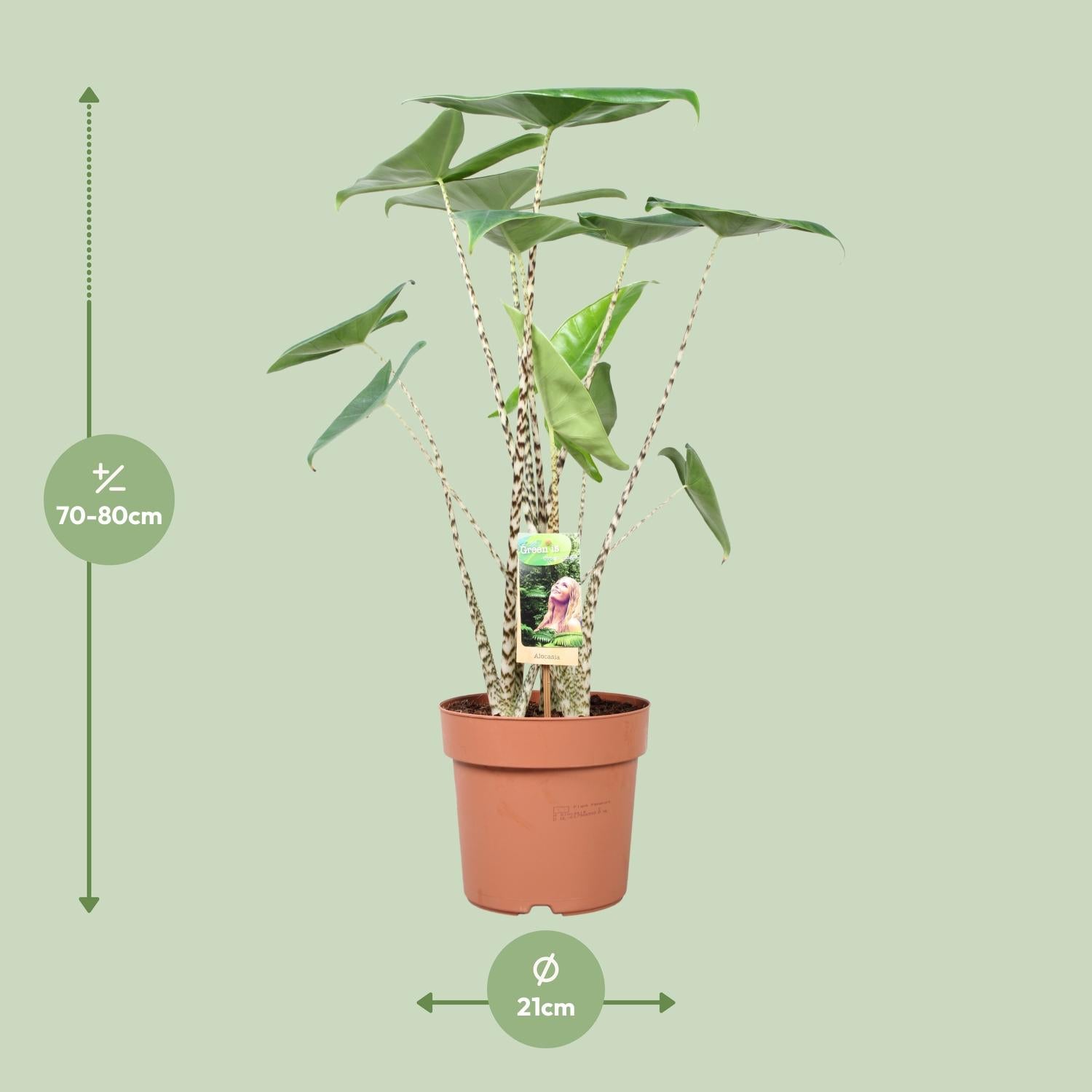 Alocasia zebrina – Olifantsoor