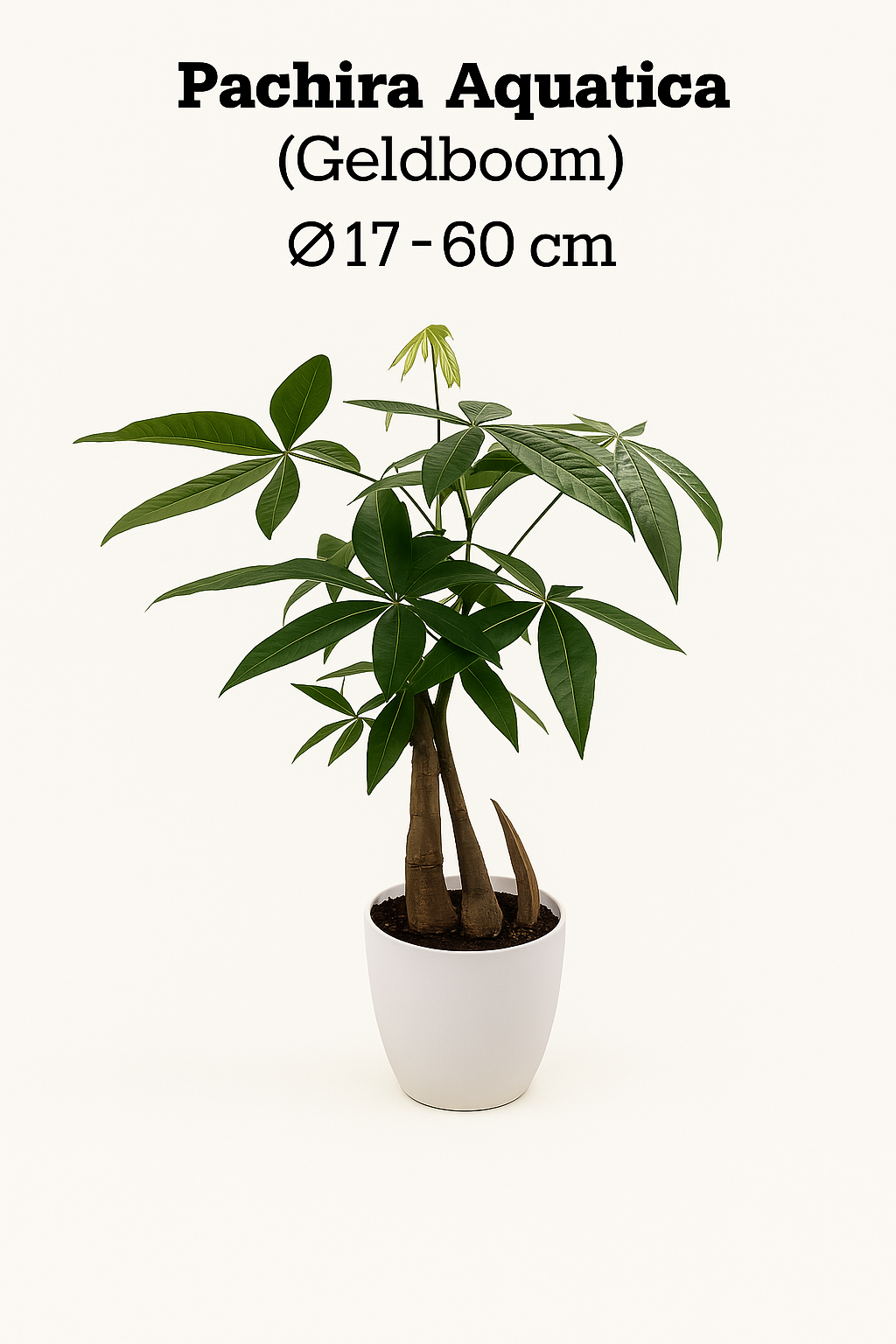 Monstera, Pachira en Chamaedorea met witte sierpotten ↕60-70cm -Ø17