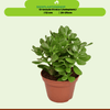 Crassula Ovata - ↨15cm Jadeplant -Ø12 Groene Kamerplant -Sierplantenshop