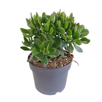 Crassula Ovata – Jadeplant kamerplant