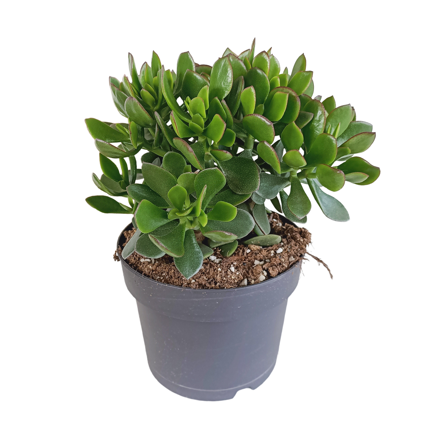 Crassula Ovata – Jadeplant kamerplant