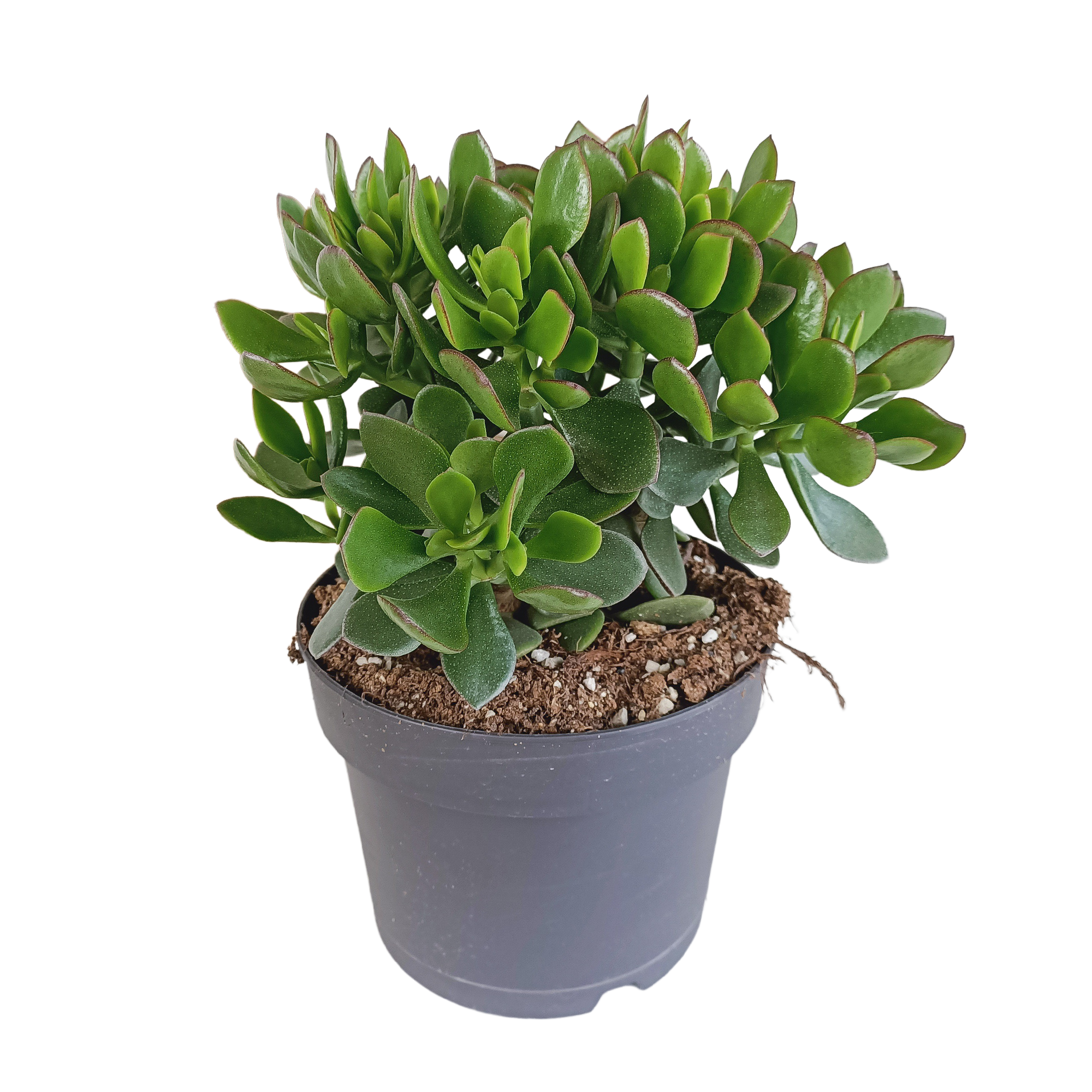 Crassula Ovata – Jadeplant kamerplant