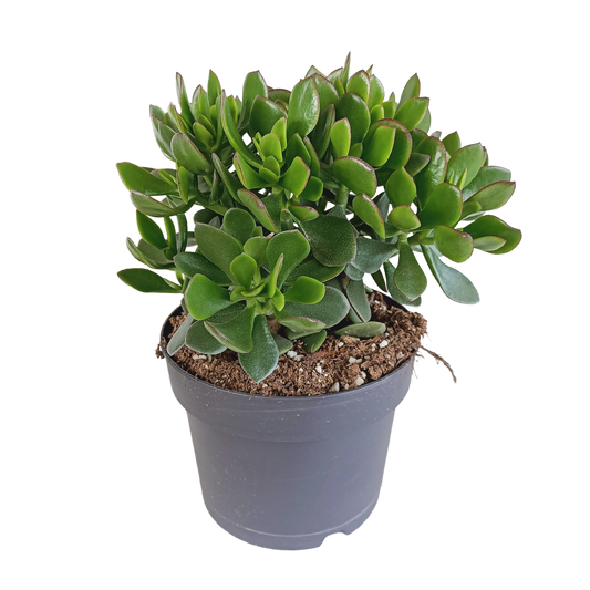 Crassula Ovata – Jadeplant kamerplant