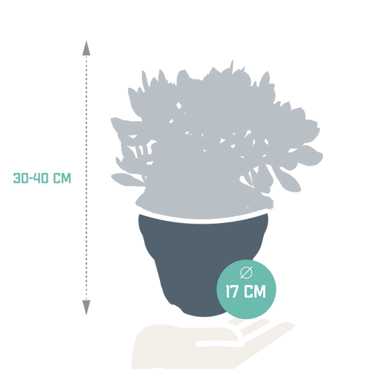 Crassula Ovata – Jadeplant kamerplant
