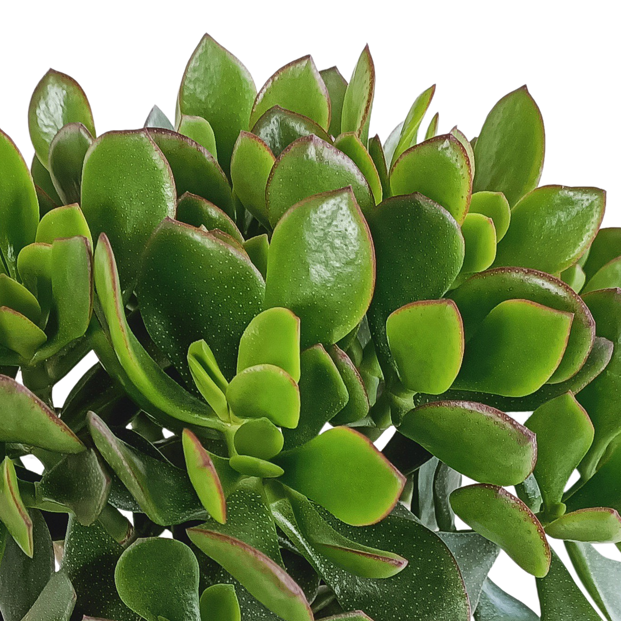 Crassula Ovata – Jadeplant kamerplant