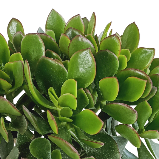 Crassula Ovata – Jadeplant kamerplant
