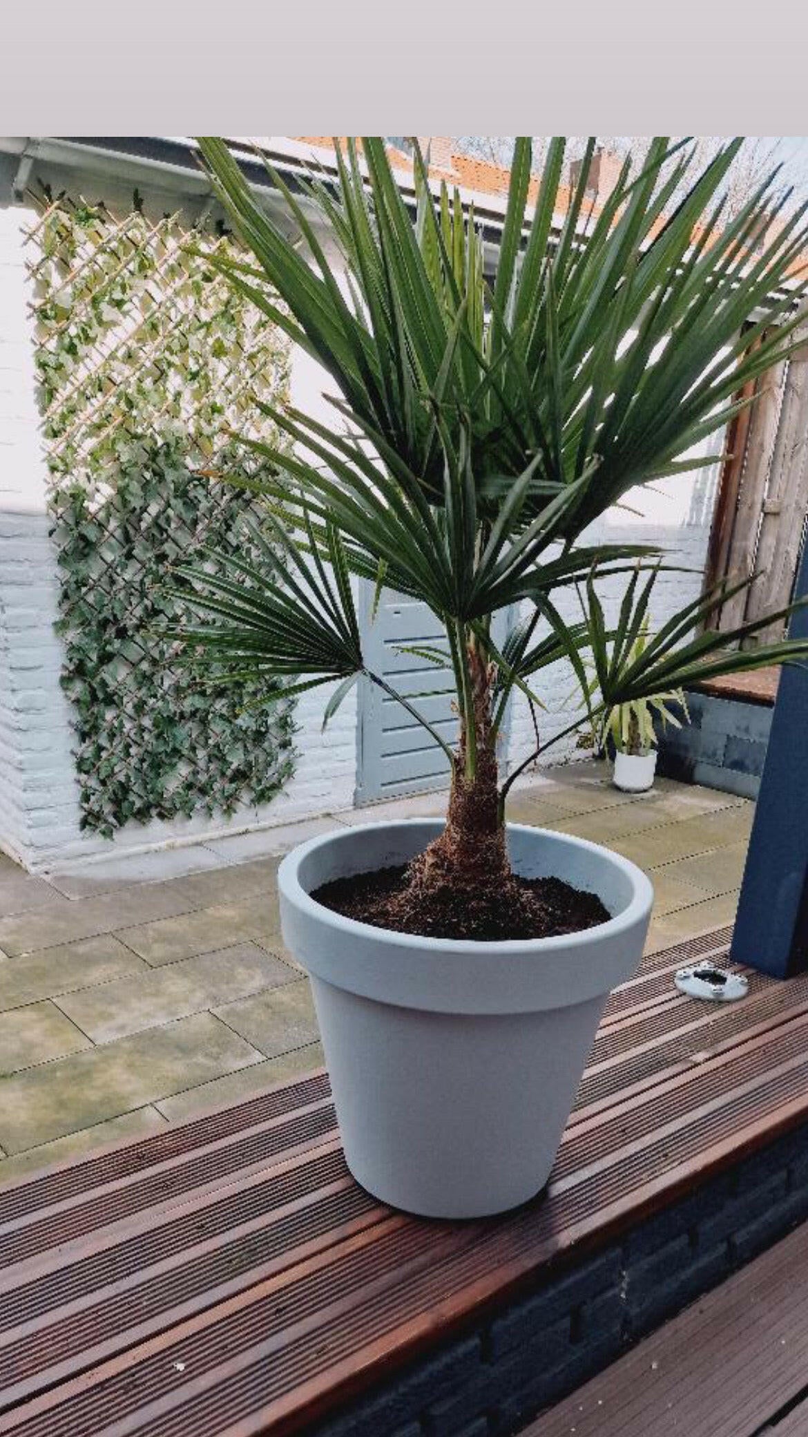 Chamaerops Humilis Dwergpalm - Elegante Sierplant hoogte 65 cm Ø17 cm Sierplantenshop .